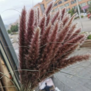 Real Dry Small Bulrush Pampas Grass Wedding Flower