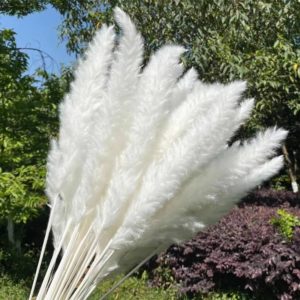 5Pc Dried Reed Flower Arrangement Natural Pampas Grass Decor
