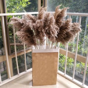 10pcs Dried plants pampas grass natural phragmites communis