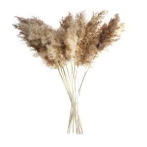 Natural Pampas Grass Dried Flowers- 5PCS