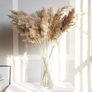 50cm Natural Phragmites Reed Flowers Big Dried Pampas Grass