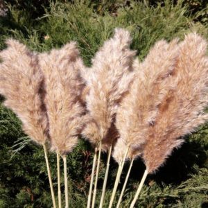 Multicolor Dried Pampas Grass Bouquet Wedding Decor