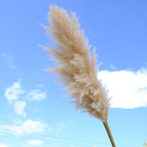 Natural Big Reed Pampas Grass Dried Flowers